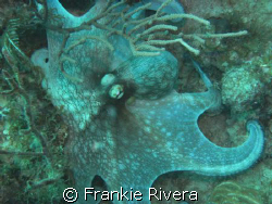 Caribbean Octopus @ Victor's Cleaning Station, Culebra by Frankie Rivera 